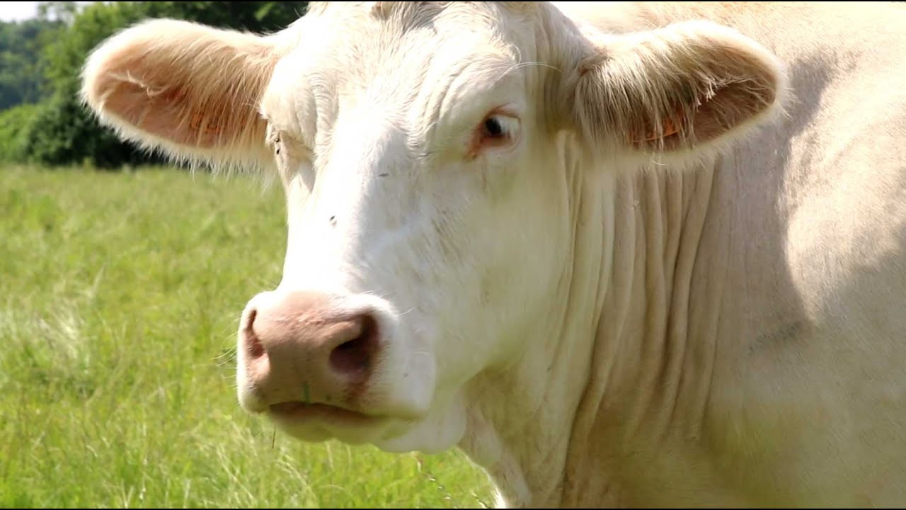 Les bovins aussi se mettent au Bio ! - Teranima TV