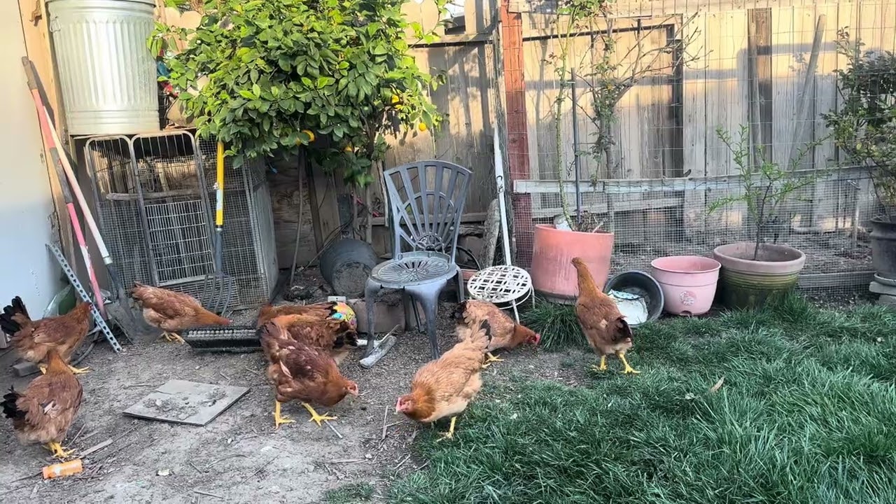 Las nuevas pollitas pone doras arre para mi gallinero 