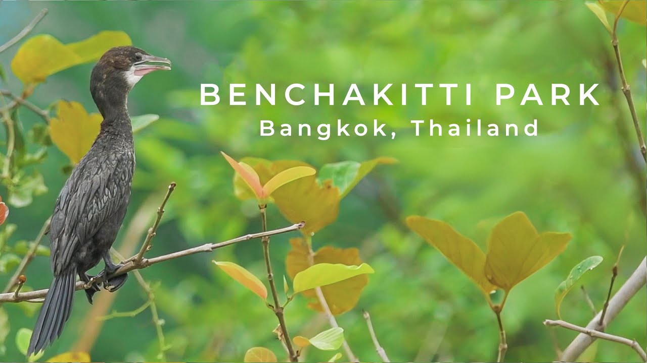 Life Under Concrete | Birdwatching in Bangkok's Floating Garden