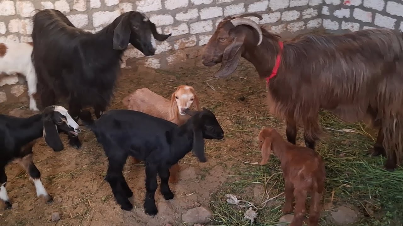 عرضين ماعز شامى والده ثلاثه توائم بسعر مفاجأة لاتفوتك ت٠١١١١٢١١٦٥٧ 