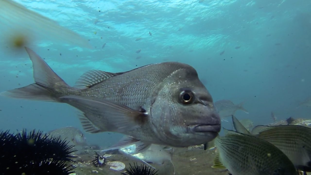 Bass Point Snapper