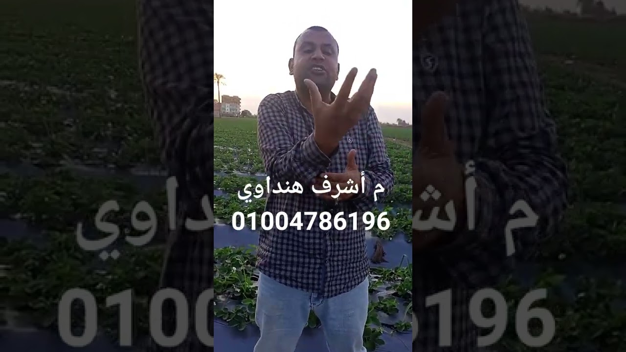 التسميد والرش أساسى للتوجيه الصحيح للفراولة