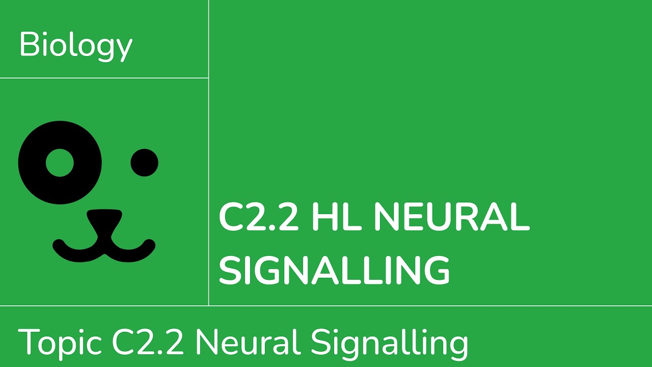 C2.2 HL Нейронная сигнализация [IB Biology HL]