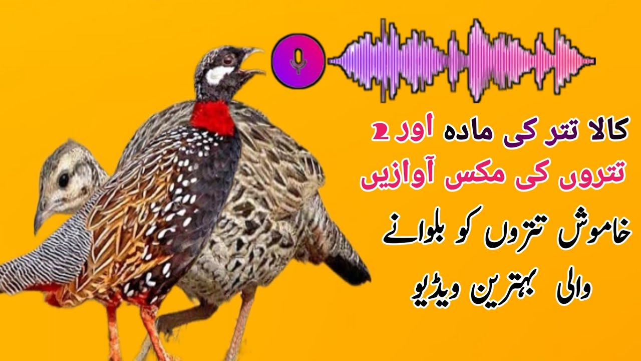 Black teetar female and male mix voice🎙️کالا تتر کی مادہ اور نر دونوں کی آوازیں||