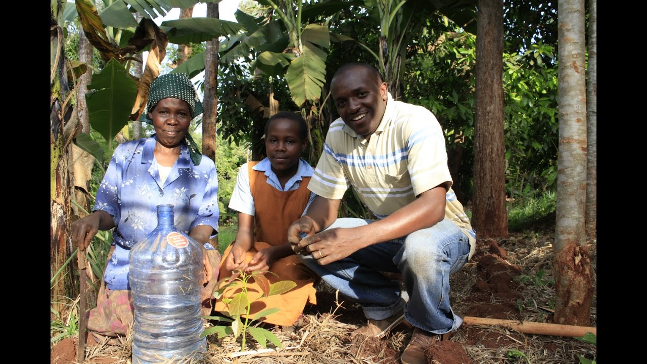 Planting New Avocado Seedlings (English) | Olivado