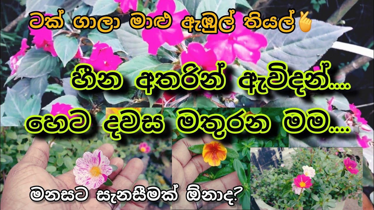 🌺🌹🏵️ටක් ටික් කියද්දී හදන්න පුලුවන් රසම රස ඇඹුල්  තියල්..මනස සනසන මල් කුමාරියෝ#flower#fish#srilanka#
