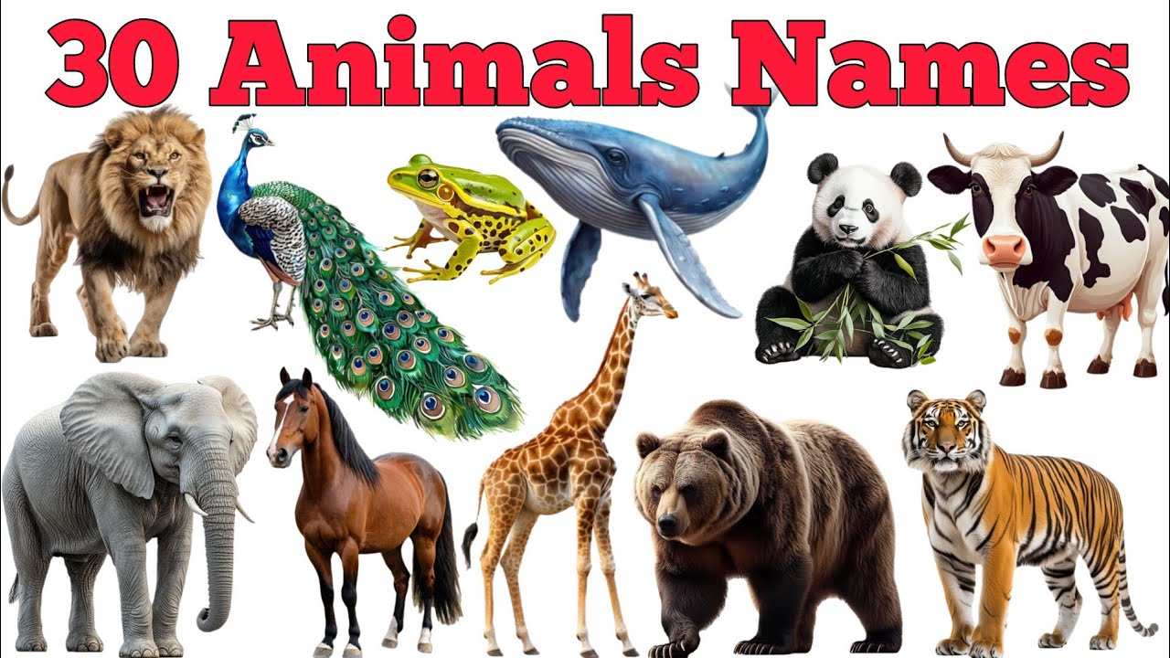 30 Animals Names In English & Hindi With Fun Facts | Fun Learning For Pre-school Children