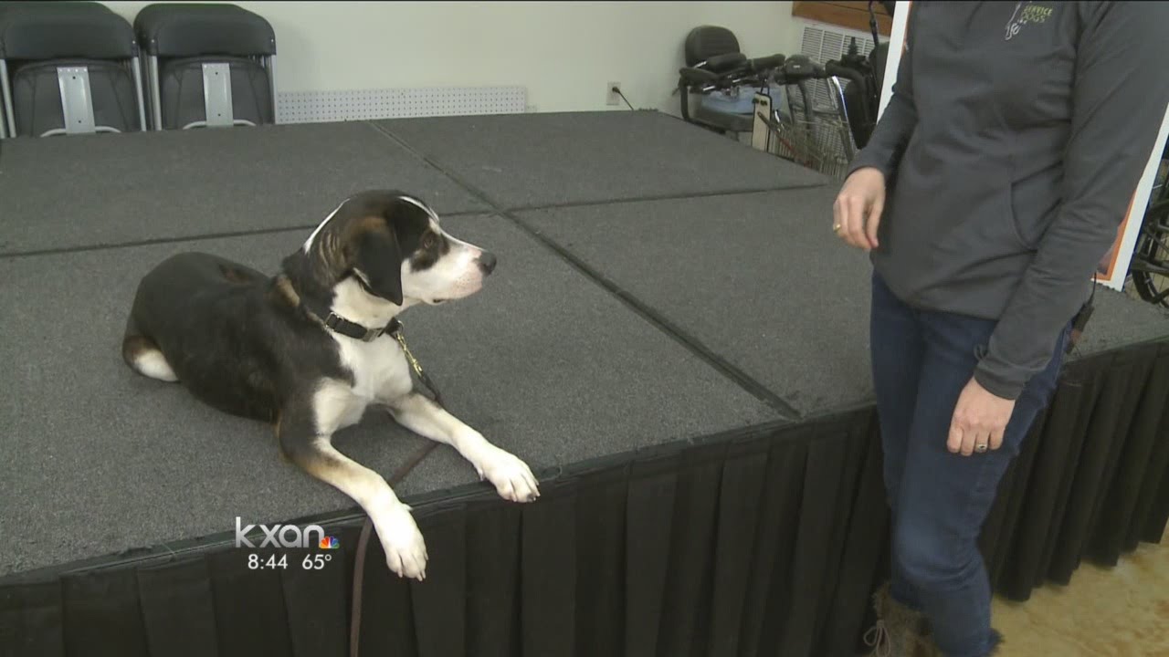 My Pet: Rewarding Behavior