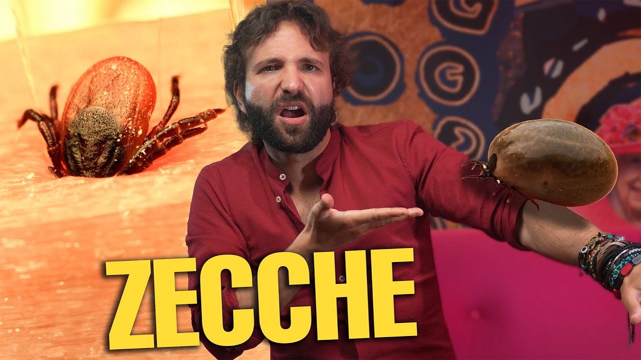 Cosa sapere sulle ZECCHE