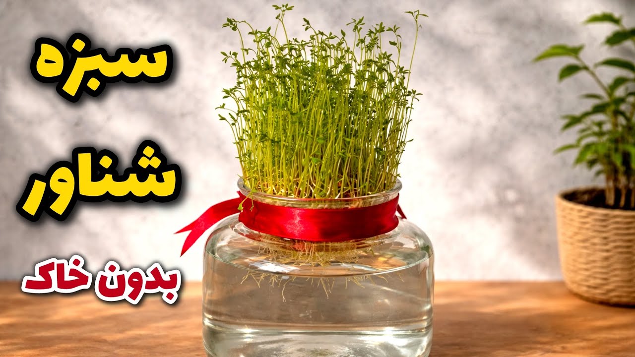 سبزه شناور عدس بدون خاک | سبزه عید نوروز که همه می‌پرسن چطوریه؟