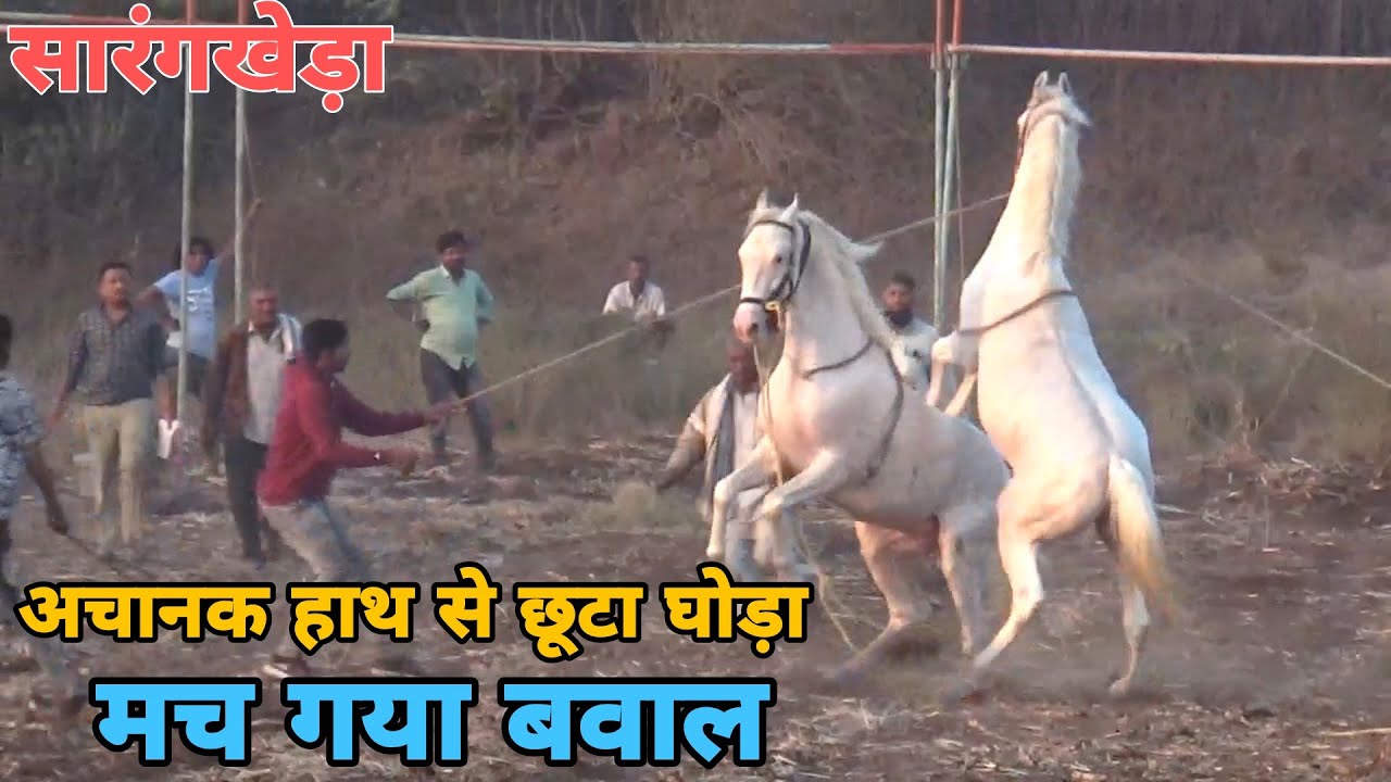 हाथो से छूटने के बाद घोड़े ने किया जमकर तमासा मुश्किल से आया हाथ