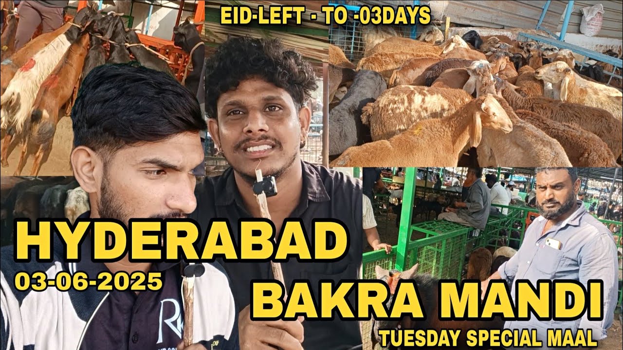 HYDERABAD BAKRA MANDI | JIYAGUDA 03-06-2025 | HYDERABAD JIYAGUDA BAKRA MANDI | goat market