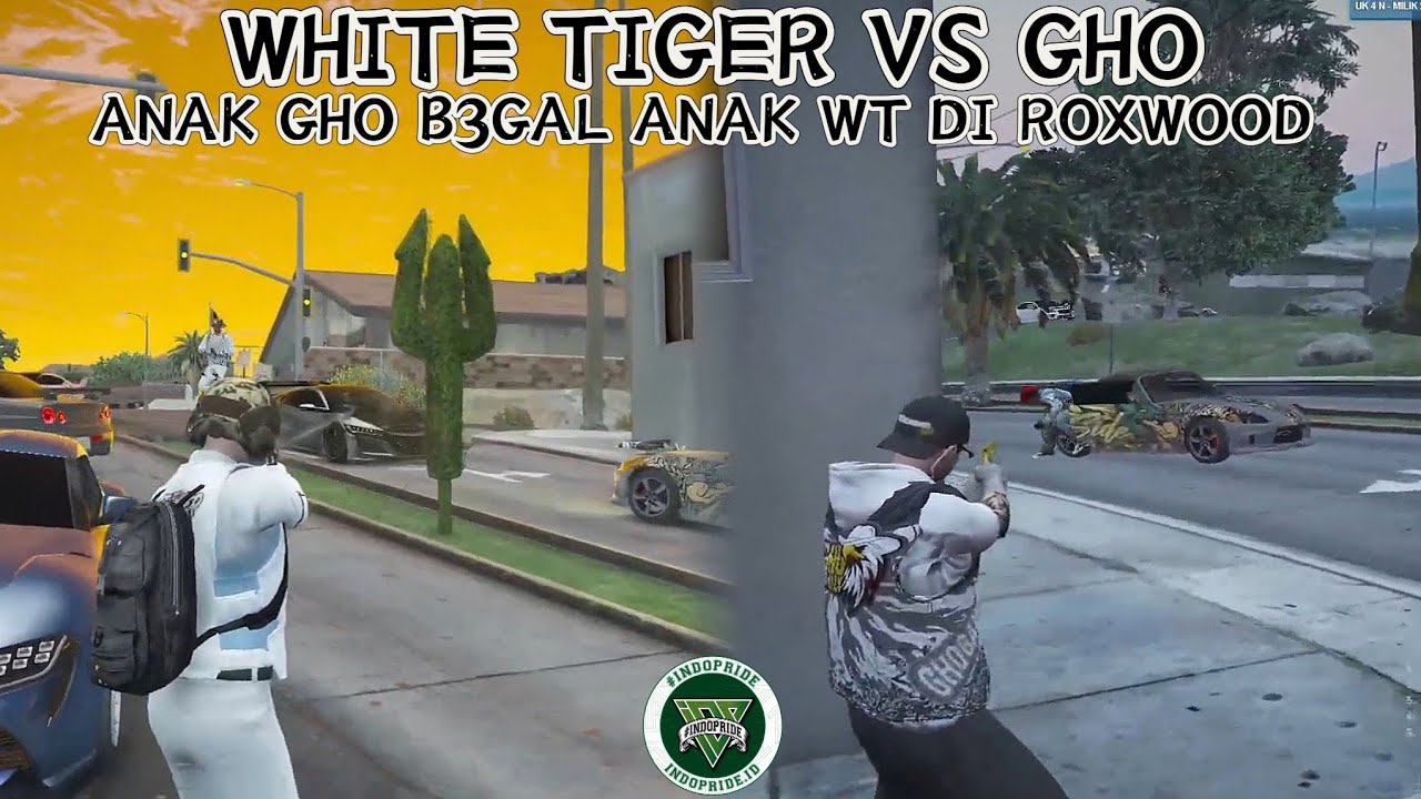 WHITE TIGER VS GHO| ANAK GHO B3GAL ANAK WT DI ROXWOOD| #indopriderp #wtgg #ghogang 