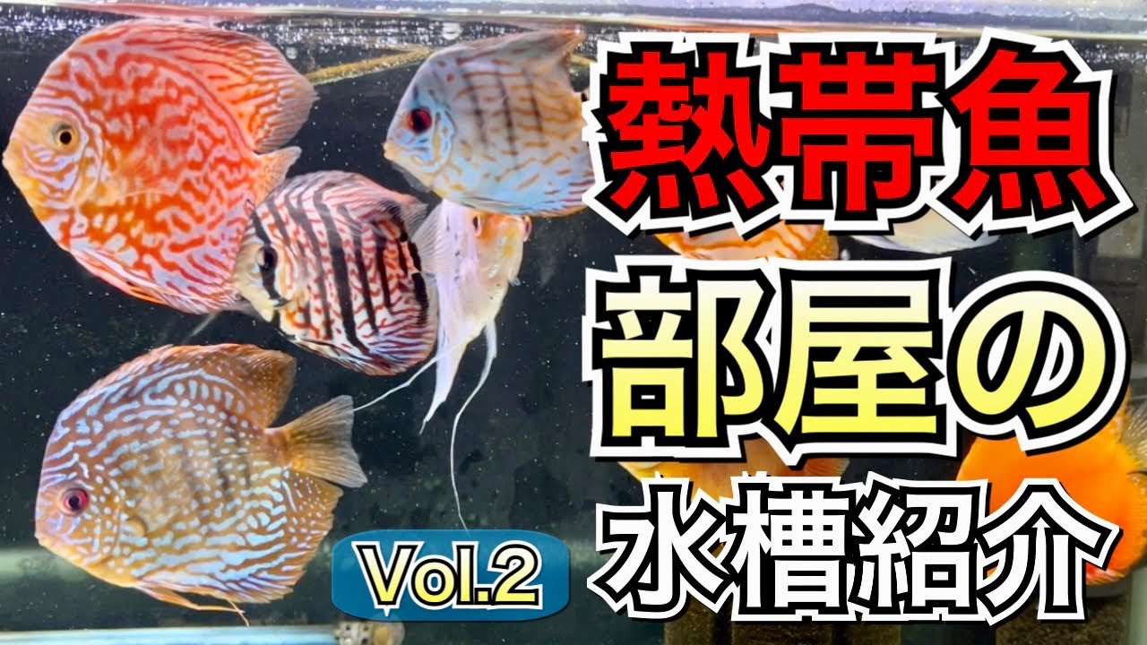 【水槽紹介】約20台の水槽より一部の熱帯魚達をご紹介【淡水魚 アクアリウム】Vol.2