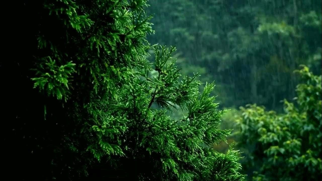 Forest Rain – 4 Stunden Regengeräusche zum Einschlafen & Entspannen | Pure AI ASMR