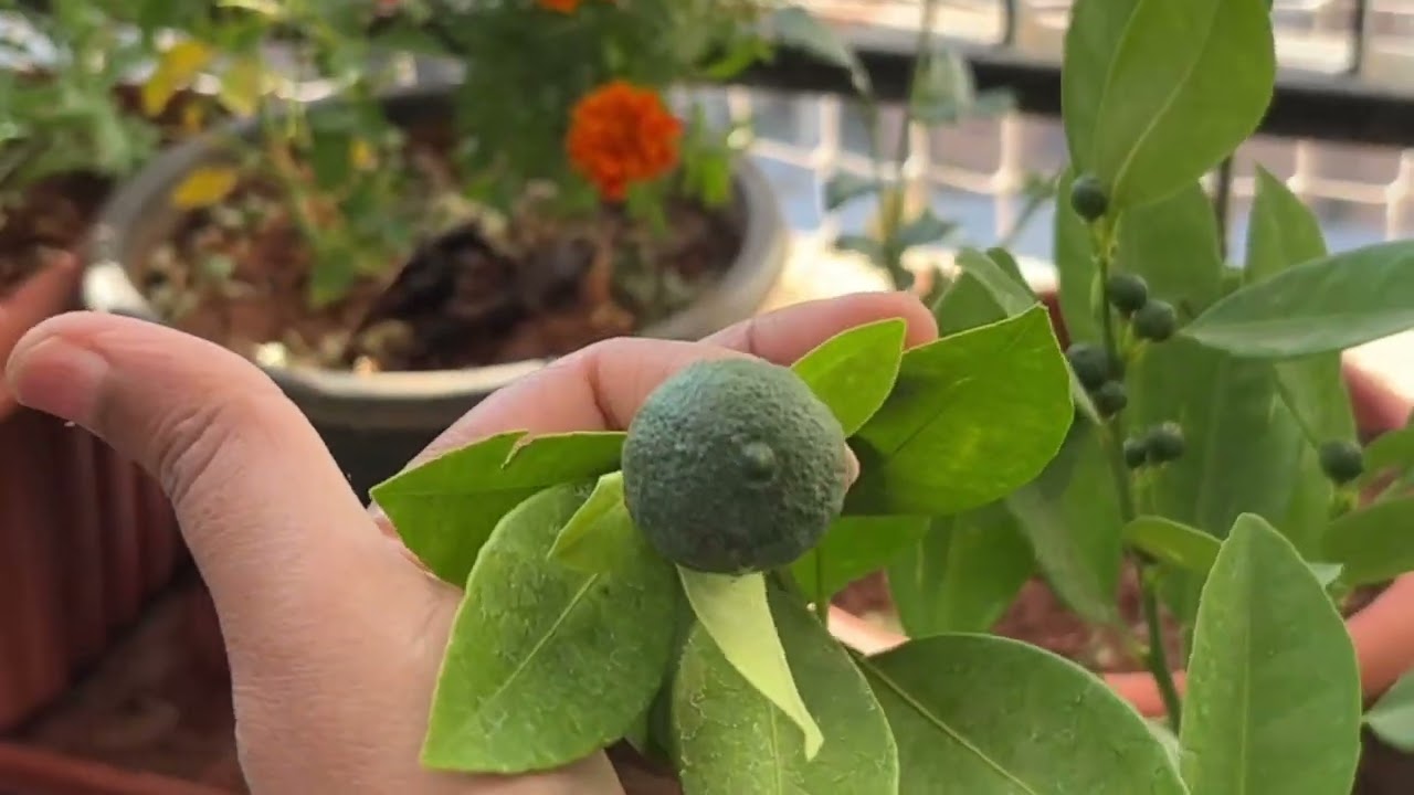 Nursery Visit || Plant Shopping🪴💚 #plants #nurseryvisit #ytvideos 