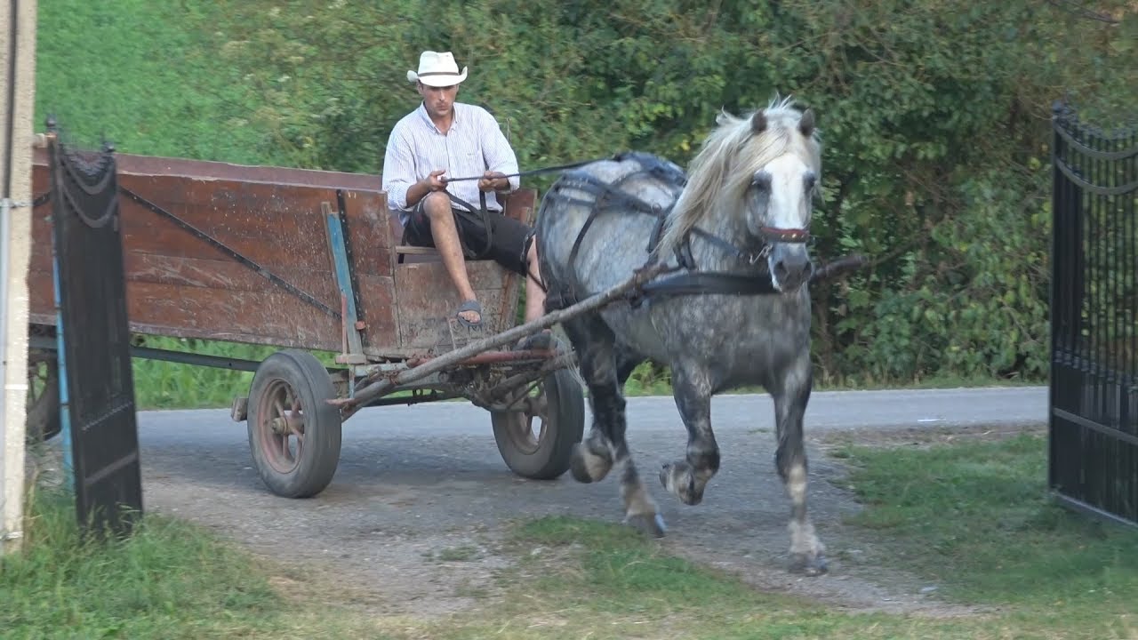 Armasarul Gyuri, calutul meu de suflet - proprietar Stelica de la Jichisu de jos, Cluj - 2018
