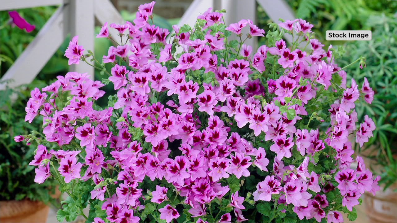 Roberta's 4-Piece Citronella Scented Geranium on QVC