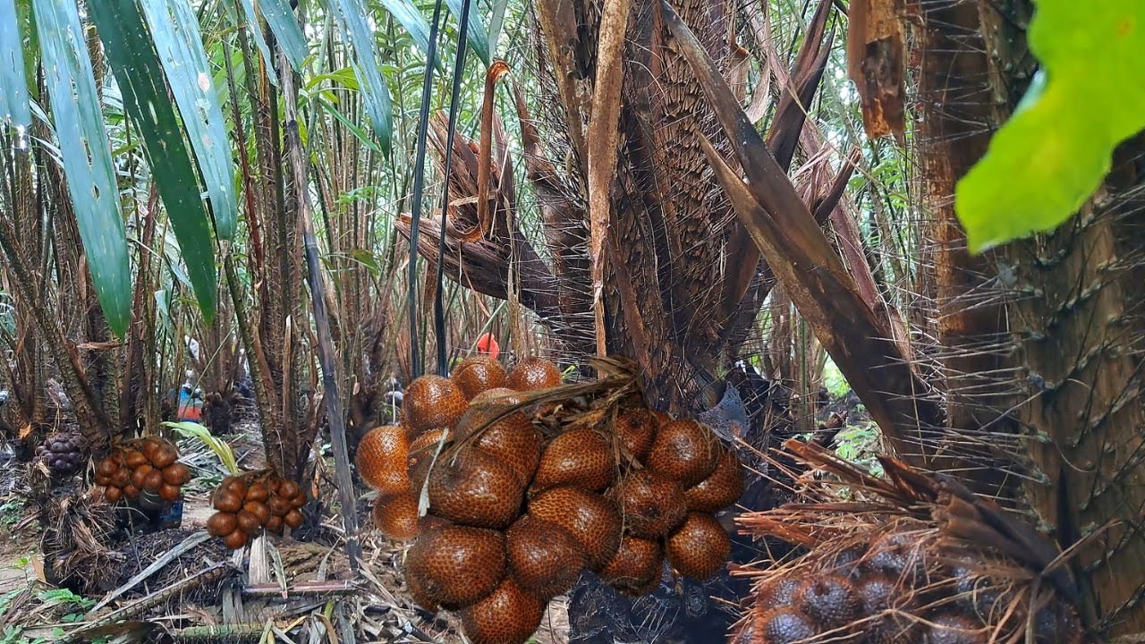 Panen buah salak pondoh