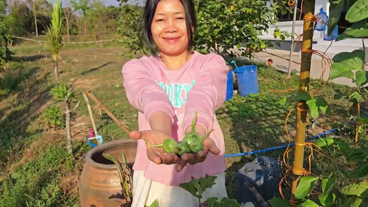 เช้าเรียบง่ายที่บ้านสวน | เก็บผัก ทำอาหาร ให้อาหารปลา และโยคะในชีวิตประจำวัน