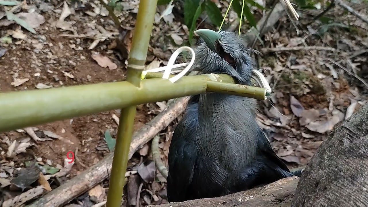 Wild Trap Create Amazing seasy a trap to catch bird in the Jungle