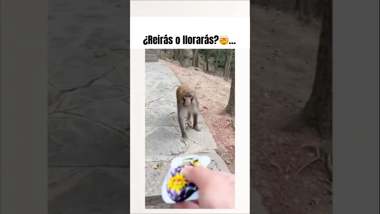 Mono divertido💯🤣#short