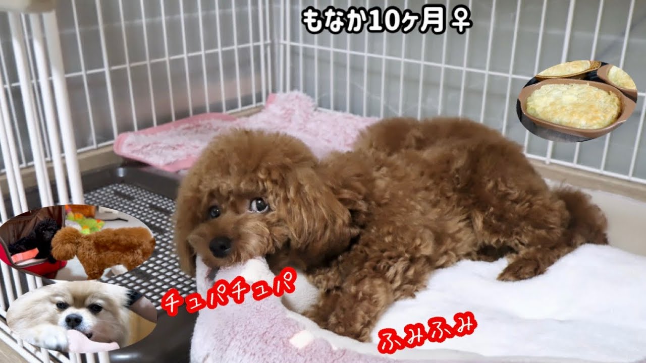 オレオ病院日🏥チュパチュパもなか💕じゃがいもレシピ2品【トイプードル】【ポメラニアン】