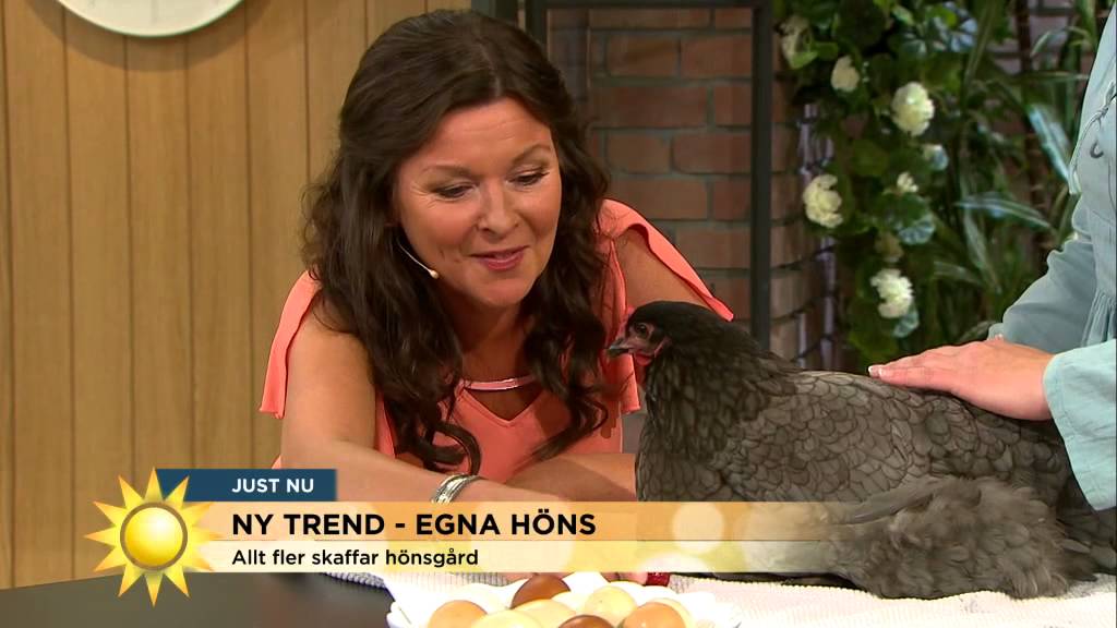 Nya trenden: Hönshållning - Nyhetsmorgon (TV4)