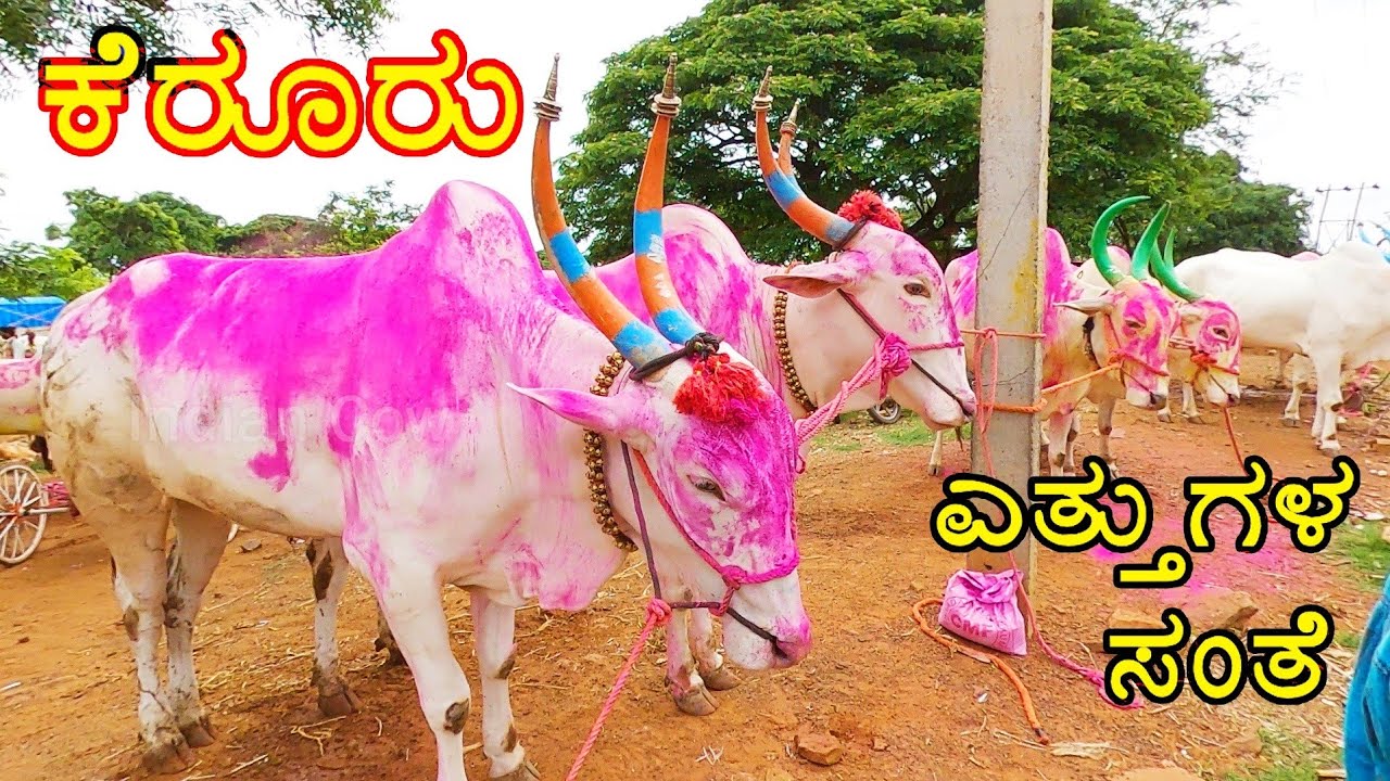 Kerur bulls market - Every Tuesday