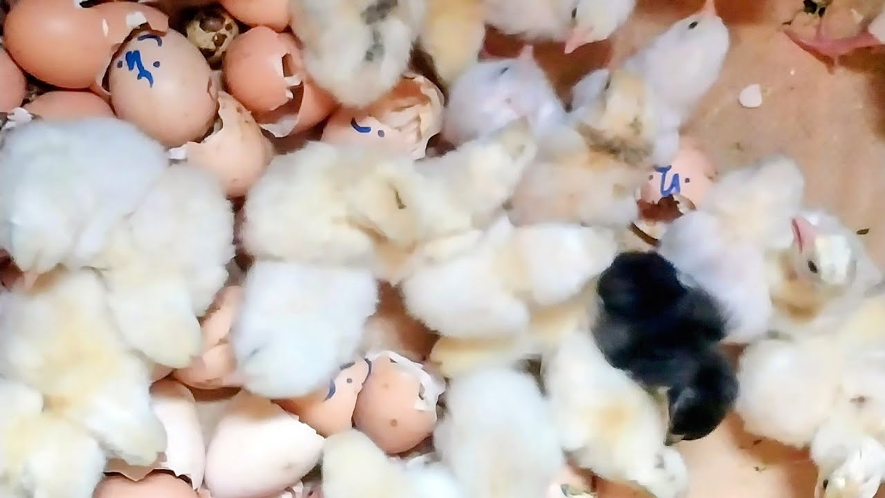 الله اكبر على الدهب الأبيض 
