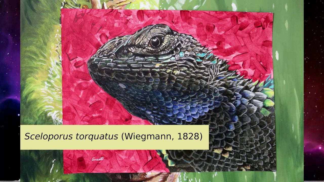 Sceloporus torquatus (Wiegmann, 1828)