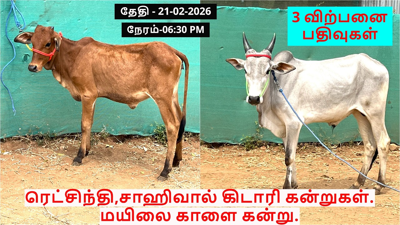 3-விற்பனை பதிவுகள்.ரெட்சிந்தி,சாஹிவால் கிடாரி கன்றுகள்.மயிலை காளை கன்று.
