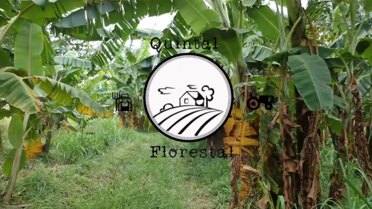 Agrofloresta Sintrópica-Preparando canteiros agroflorestais sintrópicos, plantio de uma nova área