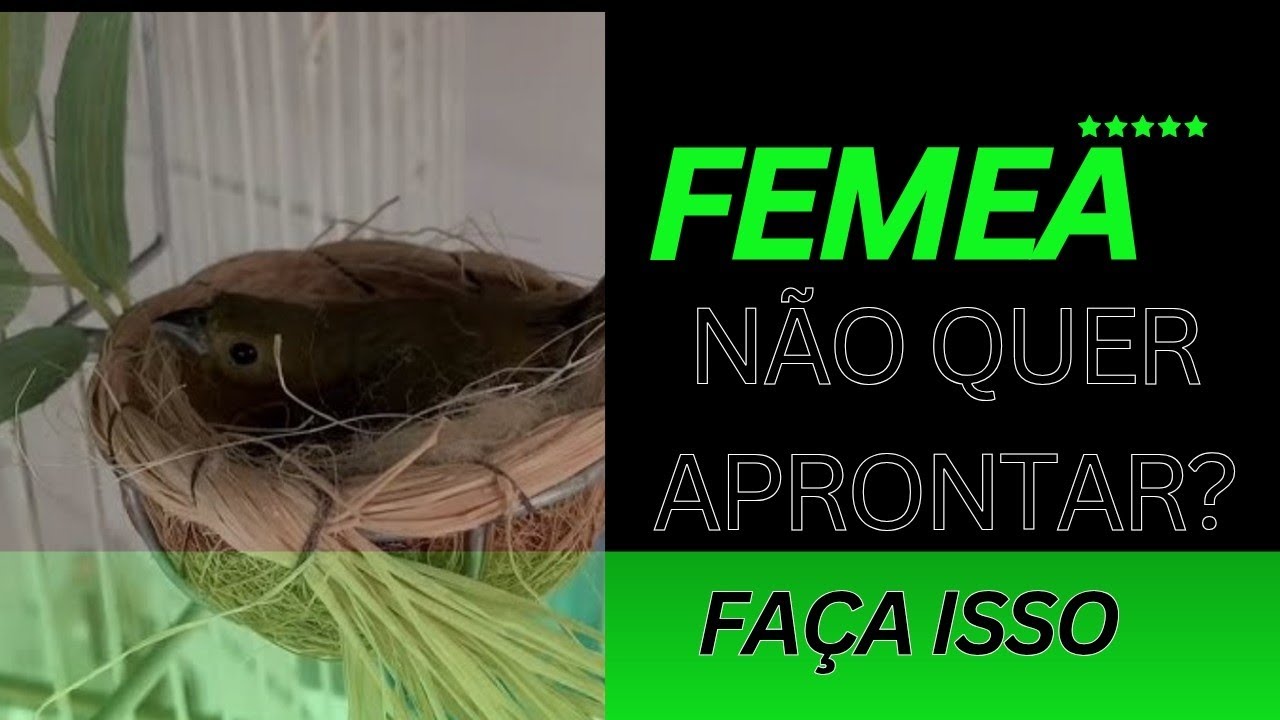 APRONTE SUA FÊMEA COM ESSA DICA!