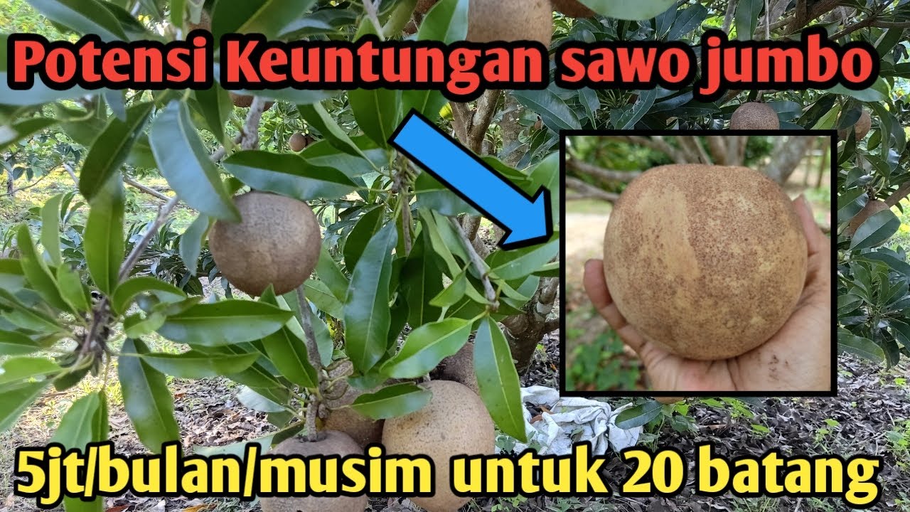 Prospek Menggiurkan Budidaya Sawo JUMBO//Tips berkebun