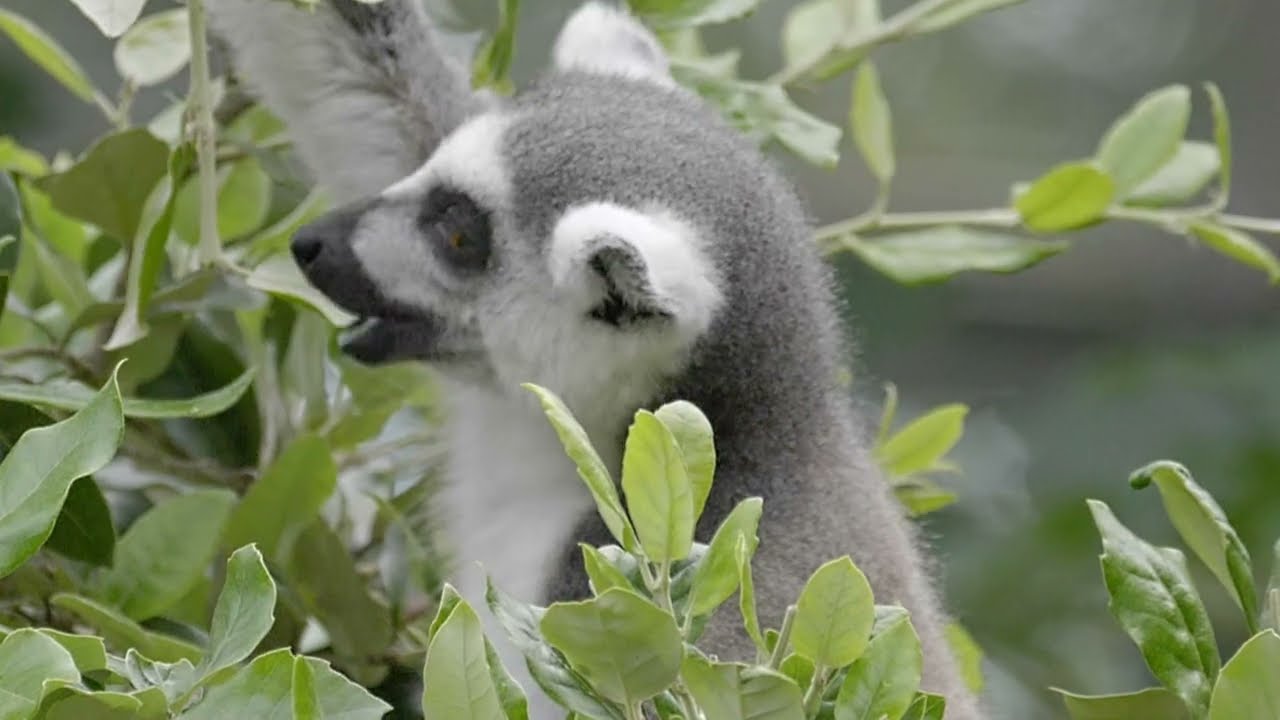 ring tailed lemurs at Chester Zoo