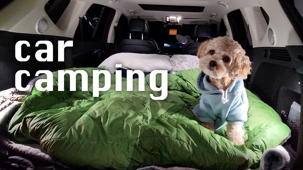 My Dog Loves Car Camping in the Forest