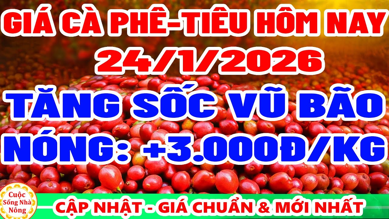 Gi&aacute; c&agrave; ph&ecirc; h&ocirc;m nay ng&agrave;y 24/1/2026 | TĂNG MẠNH +3.000Đ/KG - gi&aacute; ti&ecirc;u h&ocirc;m nay