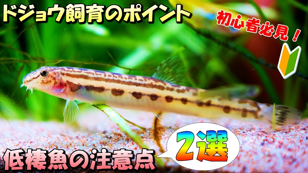 【初心者必見！】メダカと混泳に適したドジョウを飼育する上で絶対に注意すべきポイント2選【低層魚（底棲魚）】
