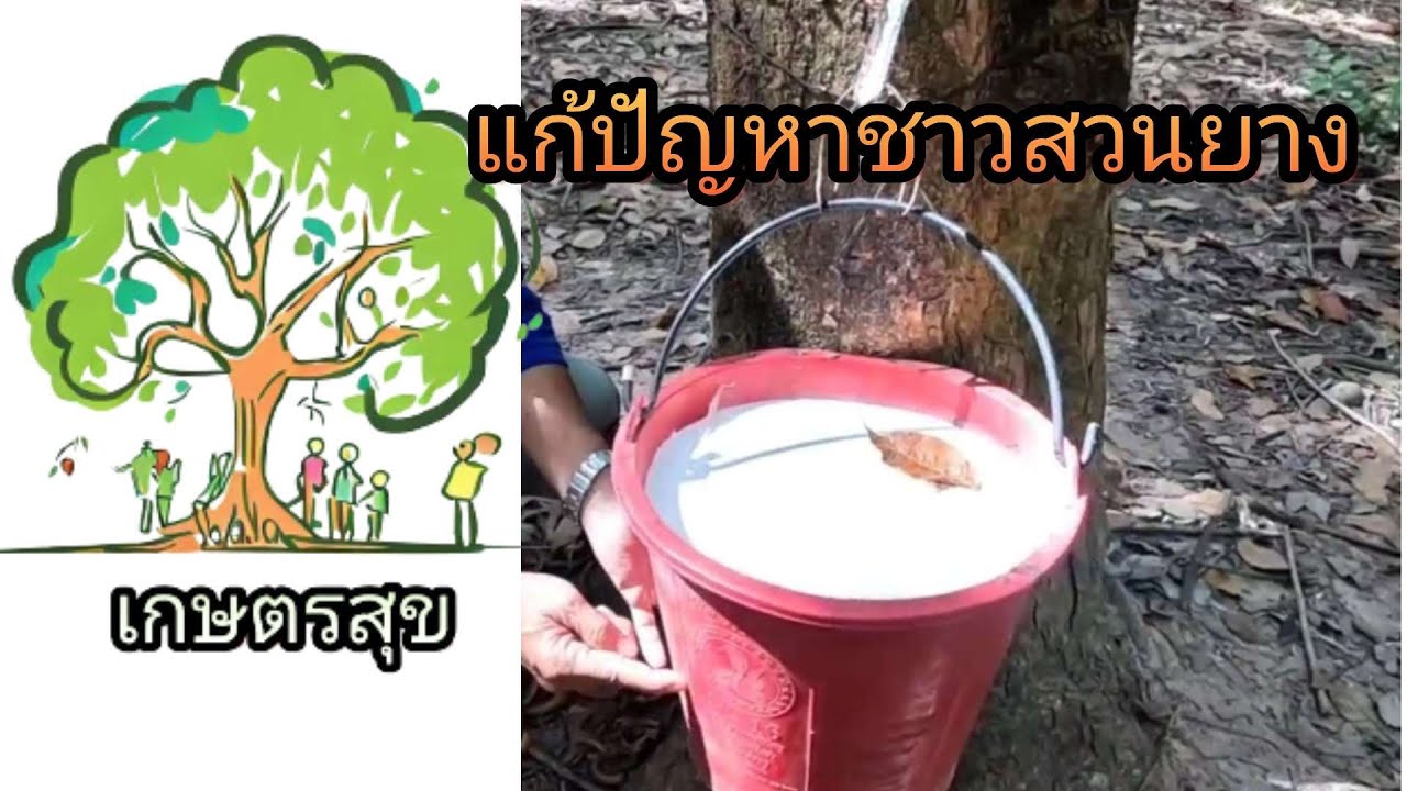 สวนยางEp.41รวมการแก้ปัญหาชาวสวนยาง / เกษตรสุข