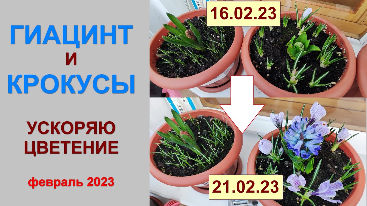 #Гиацинт и #крокусы в горшке. Цветущие #первоцветы за 6 дней. Ускоряю цветение. Февраль 2023.