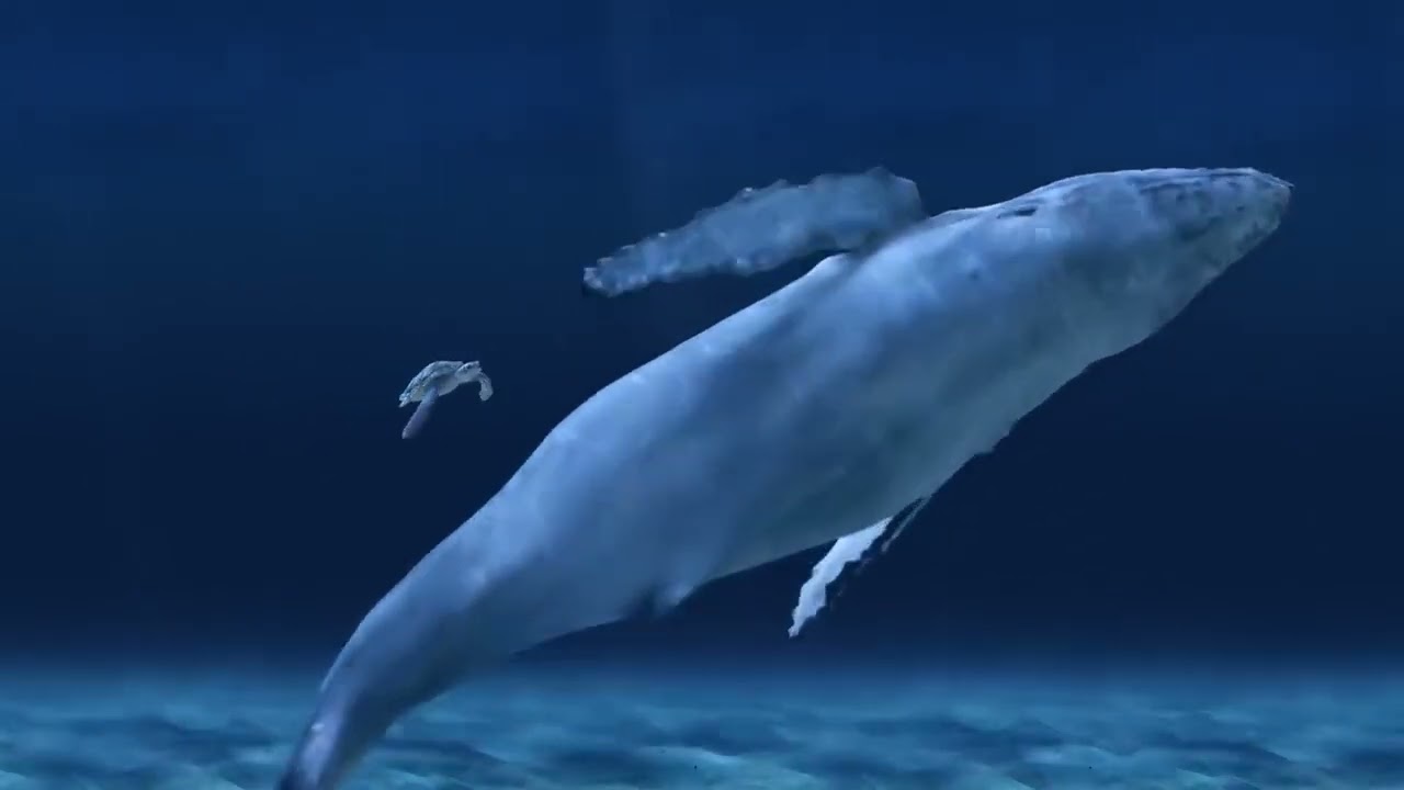5 Hours of Deep Underwater Whale Sounds for Sleep and Relaxation   NO MUSIC   Ambient Sounds