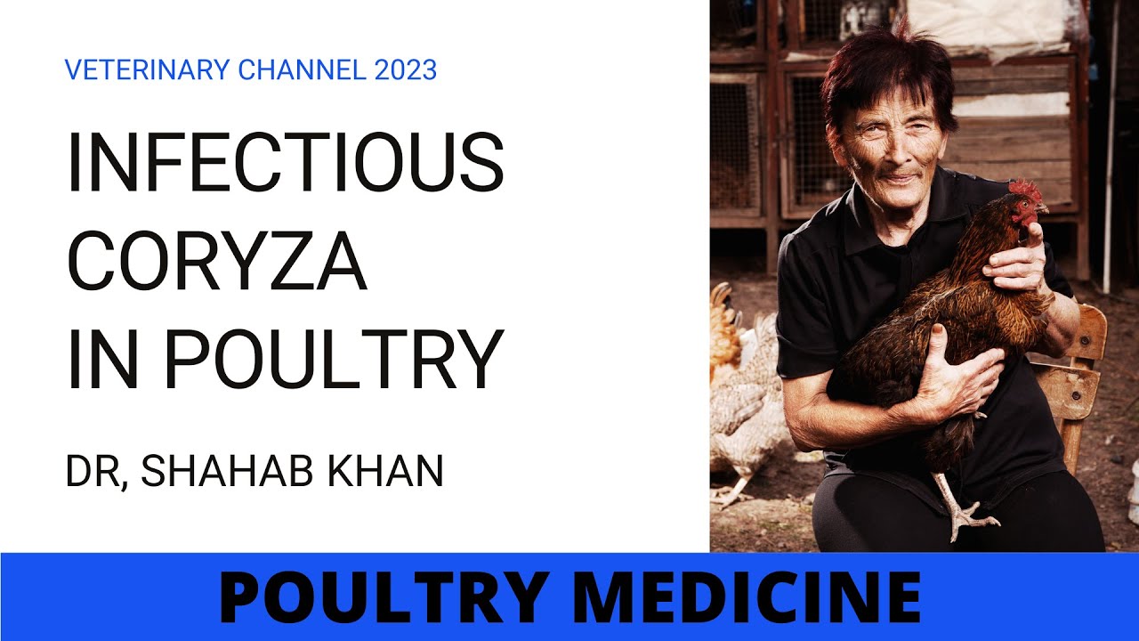 WHAT IS INFECTIOUS CORYZA IN POULTRY?