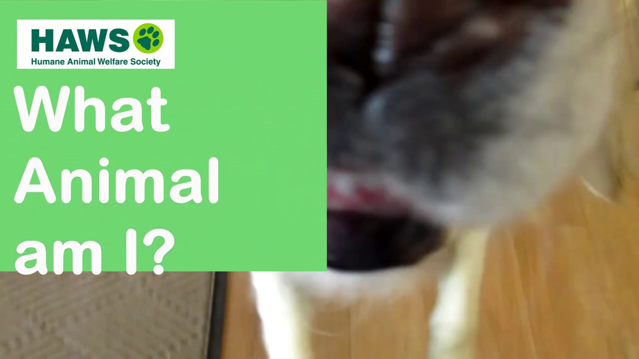 HAWS What Animal am I? - #1