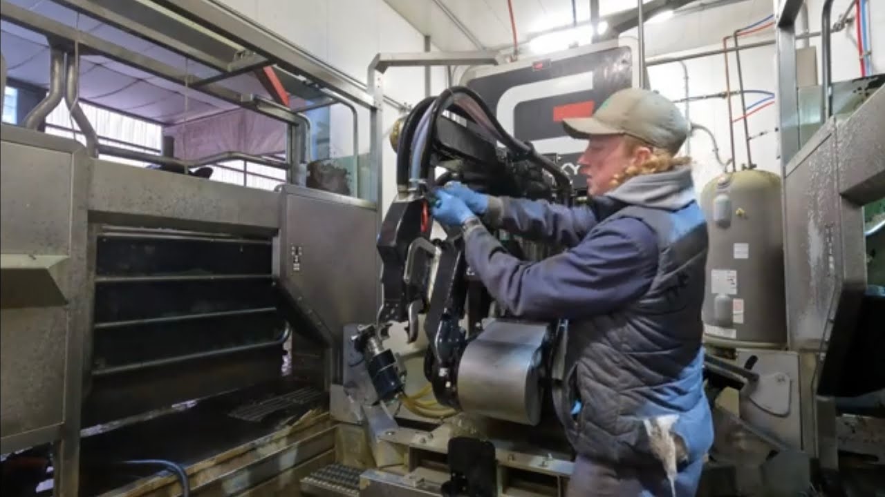 Daily milking robot maintenance