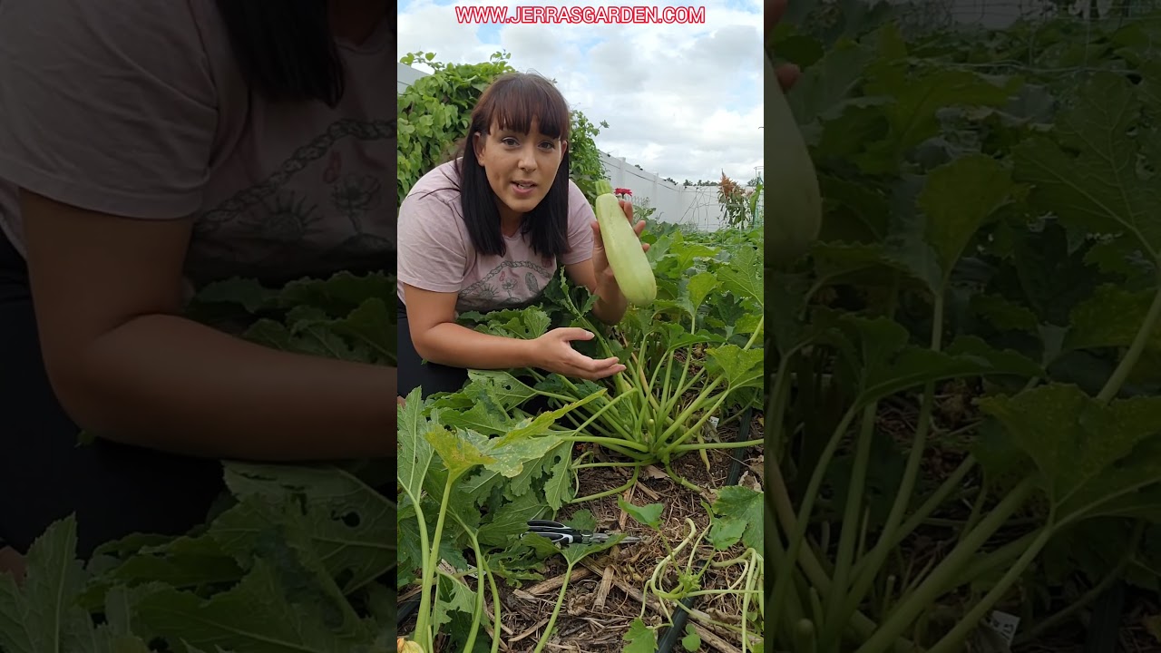 Harvest zucchini like a pro: maximize your production! #zucchini #harvest #garden #gardeningtips