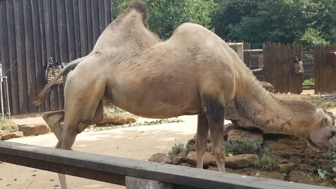 LONDON ZOO Walking Tour -England.