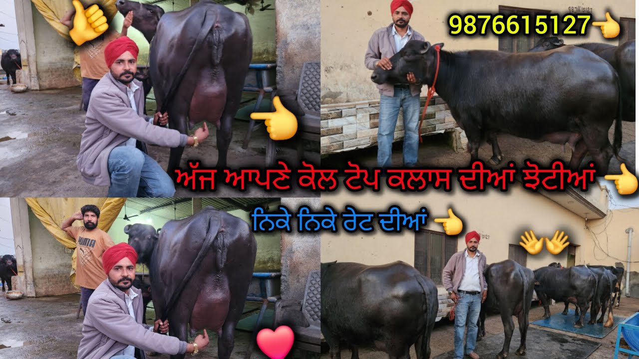 5febaury2026,9876615127👈ਅੱਜ ਆਪਣੇ ਕੋਲ ਟੋਪ ਦੀਆਂ ਝੋਟੀਆਂ ਨਿਕੇ ਨਿਕੇ ਰੇਟ ਦੀਆਂ 👈🥰