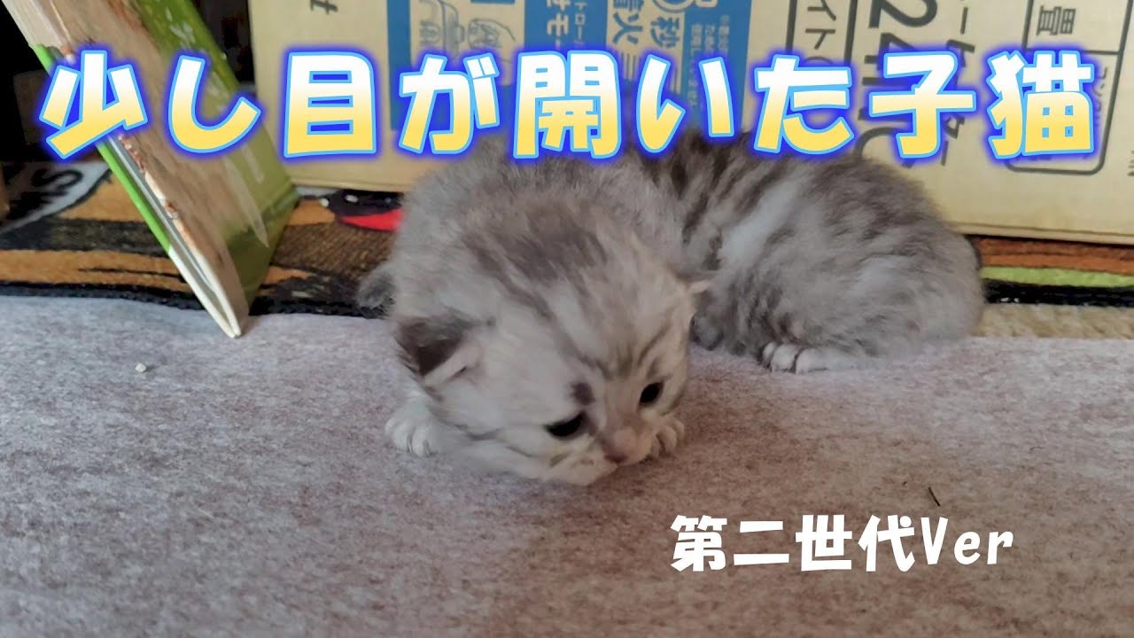 少し目が開いた子猫