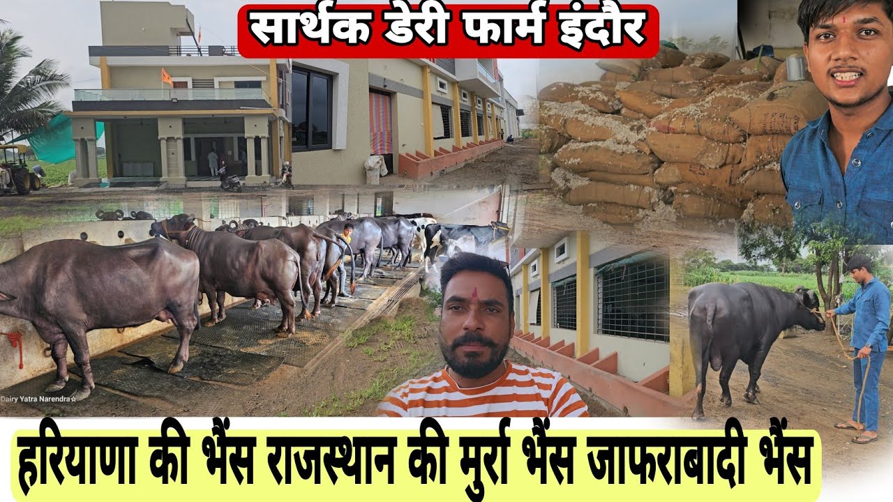 #हरियाणा की राजस्थान की मुर्रा गुजरात की #जाफराबादी_भैंस सार्थक डेरी फार्म जिला इंदौर mp